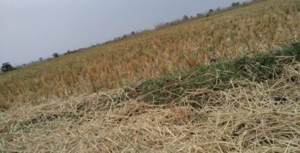 Danni agricoli causati da eventi climatici estremi