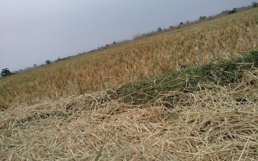 Danni agricoli causati da eventi climatici estremi