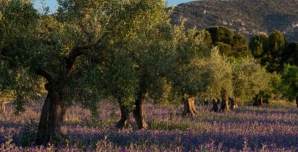 Giacenze di olio d'oliva in Italia