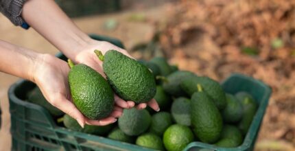 Espansione della produzione di avocado in Sicilia da parte di Halaesa