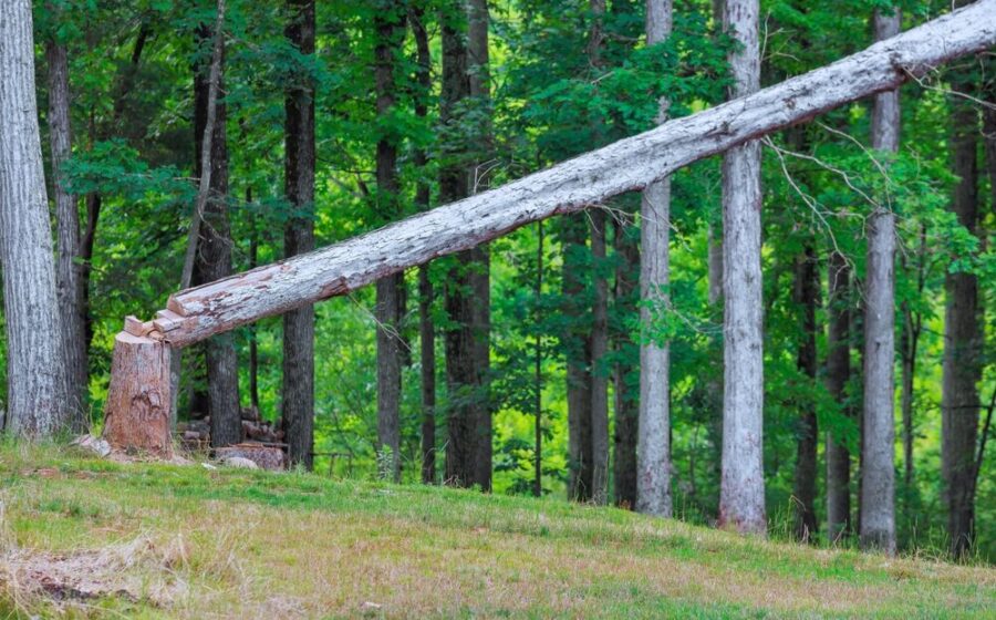 Pannelli in legno in produzione