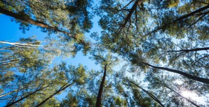 Piantumazione di alberi in Italia