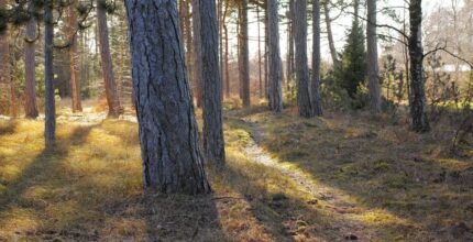 Alberi piantati in Italia nel 2025