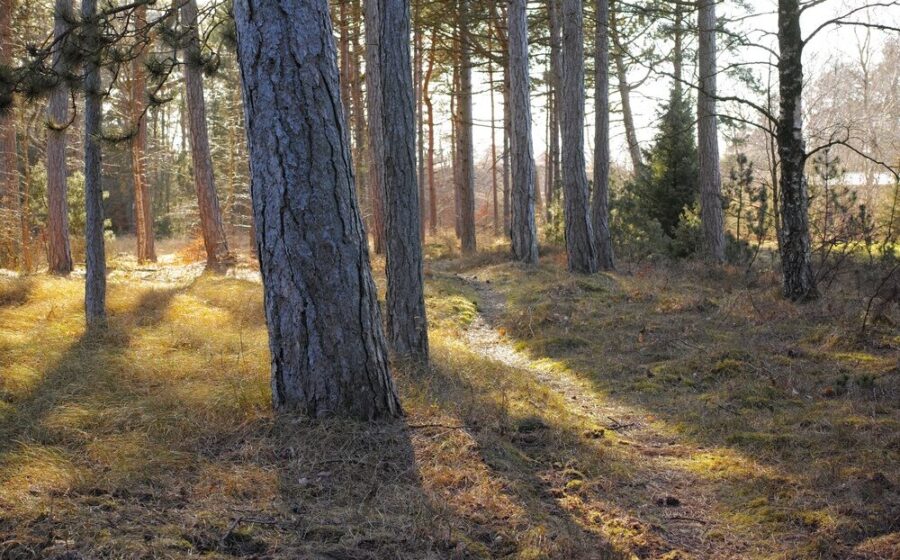 Alberi piantati in Italia nel 2025